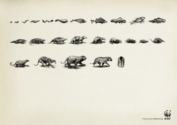 40_wwf_-1.jpg